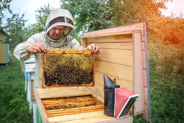 Απιάρι Μελισσοκόμος Δουλεύει Μέλισσες Κοντά Στις Κυψέλες Αρπακτικό — Φωτογραφία Αρχείου