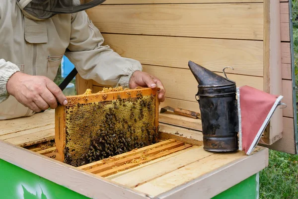 Apicultor Sosteniendo Panal Lleno Abejas Apicultor Ropa Trabajo Protectora Inspeccionando — Foto de Stock