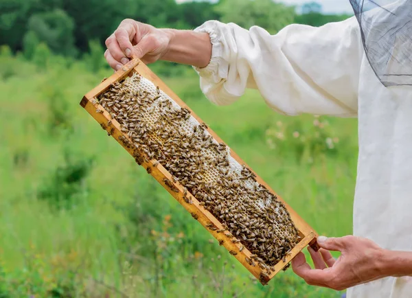 Медовые Соты Пчелами Наполнены Свежим Медом Апикультура — стоковое фото