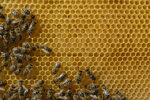 Pszczoły Karmione Ogrzewane Przez Młode Larwy Plastra Miodu Pszczelarstwo — Zdjęcie stockowe