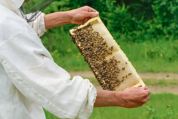 Panal Con Abejas Está Lleno Miel Fresca Apicultura —  Fotos de Stock