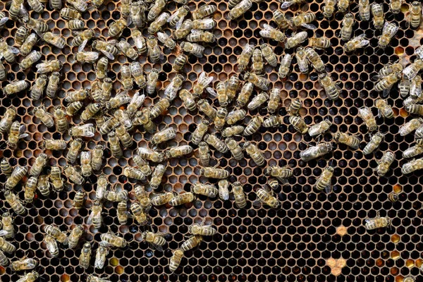 Bijen Gevoed Opgewarmd Aan Jonge Larven Honingraat Bijenteelt — Stockfoto