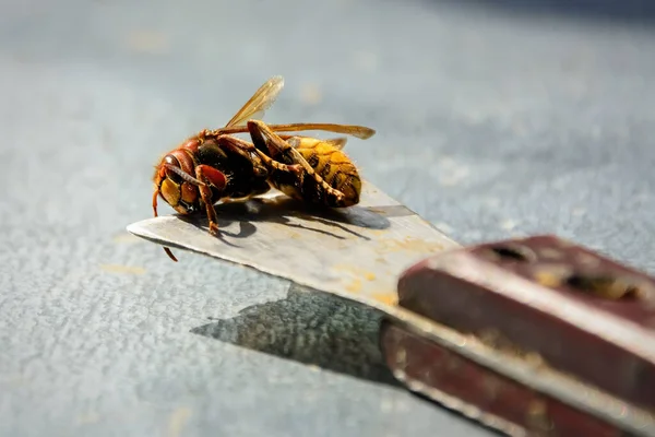 Beekeeper Killed Hornets Who Ate Bees Bee Killer Hornet Apiculture — Stock Photo, Image