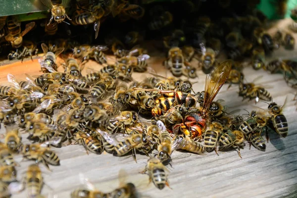 Abejas Atacadas Por Avispones Colmena Avispón Asesino Abejas Apicultura — Foto de Stock