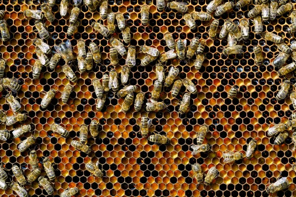 ミツバチの自然なビーフンでAmbrosia療法の栄養 — ストック写真