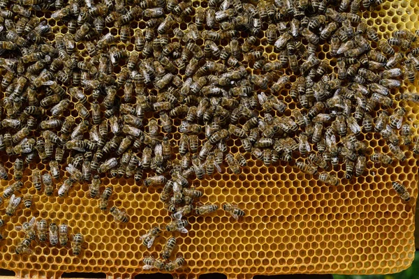 Bijenhoningraten Met Honing Bijen Bijenteelt — Stockfoto