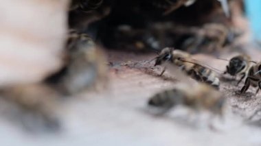 Kovanın girişinde bal arıları var. Makro video.