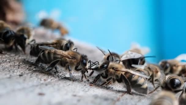 Pszczoły Przy Wejściu Ula Makro Wideo — Wideo stockowe