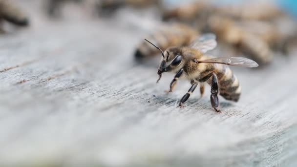 Медові Бджоли Біля Входу Вулика Макро Відео — стокове відео