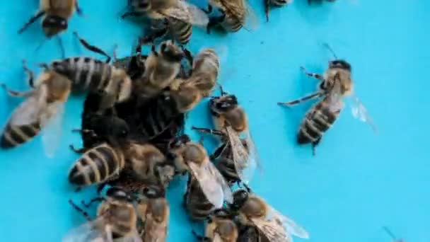 Бджоли Приносять Свіжий Нектар Вулика Медові Бджоли Біля Входу Вулика — стокове відео