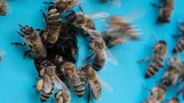 蜂は新鮮な蜜を巣に持ってくる 巣の入り口にミツバチがいる マクロビデオ — ストック動画