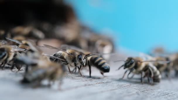 Abejas Melíferas Entrada Colmena Vídeo Macro — Vídeo de stock