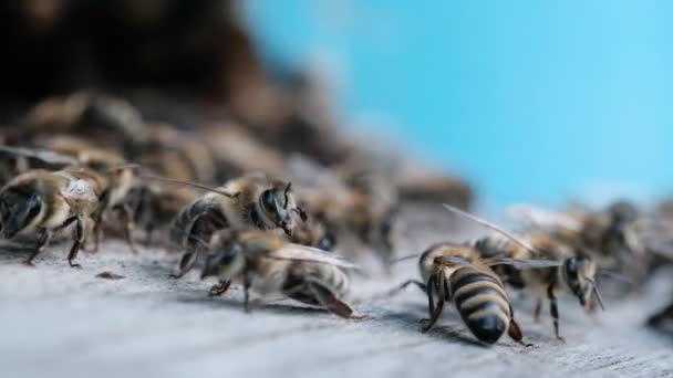 Honigbienen Eingang Zum Bienenstock Makrovideo — Stockvideo