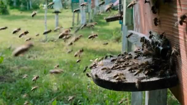 Bees Circle Hive Put Freshly Floral Nectar Flower Pollen Hive — Stock Video