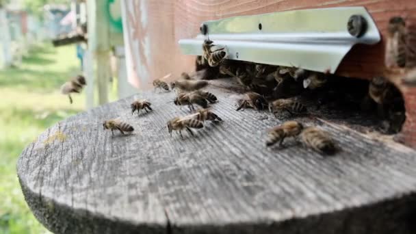 Medové Včely Vchodu Úlu Video Makra — Stock video