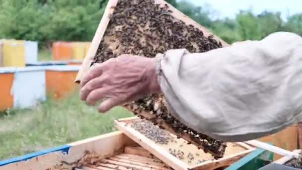 Biodlare Bigården Biodlaren Arbetar Med Bin Och Bikupor Bigården — Stockvideo