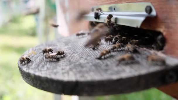 Arılar Kovanın Etrafında Dönerek Taze Çiçek Nektarını Çiçek Polenini Kovanın — Stok video