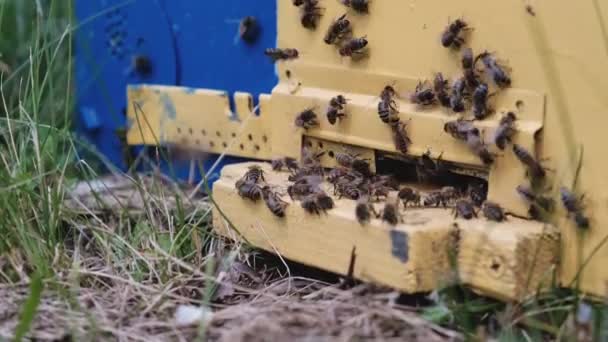 蜂は巣の周りを一周し 巣の中に新鮮な花蜜と花粉を入れます 養蜂製品 — ストック動画