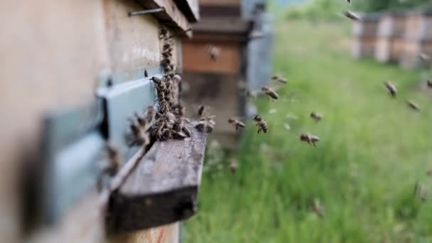 Bijen Cirkelen Rond Korf Stoppen Vers Bloeiende Nectar Bloemstuifmeel Korf — Stockvideo