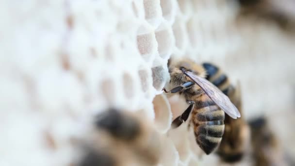蜜蜂在蜂蜜的蜂窝上 蜜蜂是如何制造蜂蜜的 蜜蜂用新鲜蜂蜜填满蜂窝 环保蜂蜜 — 图库视频影像
