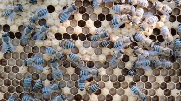 Como Abelhas Reproduzem Mel Bee Brood Cuidado Com Ninhada Nascimento — Vídeo de Stock