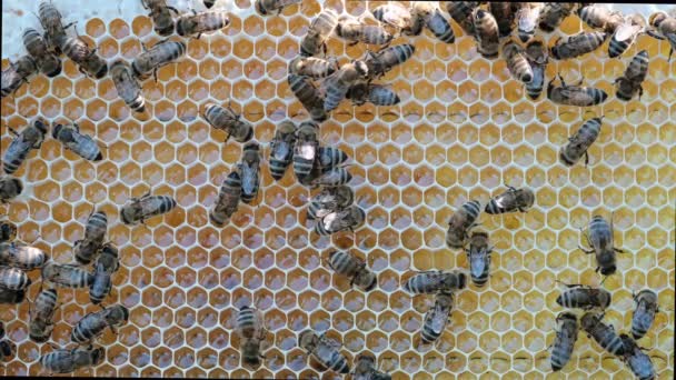 Las Abejas Panal Con Miel Cómo Hacen Miel Las Abejas — Vídeo de stock