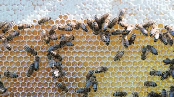 Las Abejas Panal Con Miel Cómo Hacen Miel Las Abejas — Vídeo de stock