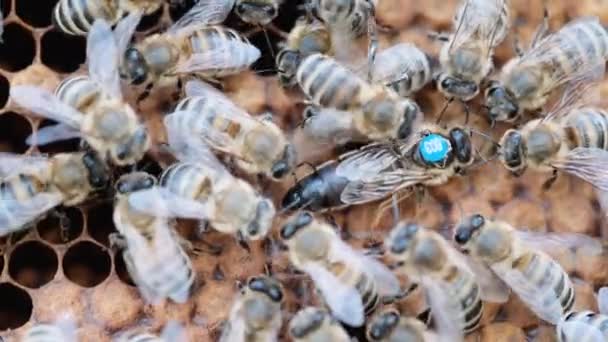 Королева Пчел Всегда Окружена Рабочими Пчелами Служанками Королева Пчела Откладывает — стоковое видео