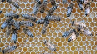 Arıların nasıl bal yaptığını. Ballı bal peteğindeki arılar. Arılar bal peteklerini taze bal ile doldurur. Çevre dostu bal.