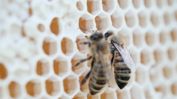 Jak Včely Dělají Med Včely Plástíčku Medem Včely Plní Plástve — Stock video