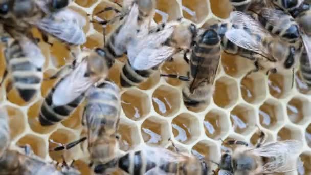 蜜蜂是如何制造蜂蜜的 蜜蜂在蜂蜜的蜂窝上 蜜蜂用新鲜蜂蜜填满蜂窝 环保蜂蜜 — 图库视频影像