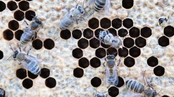 Méhecske Brood Fajtatiszta Méhek Születése Dolgozó Méh Kijön Cellából Méhek — Stock videók