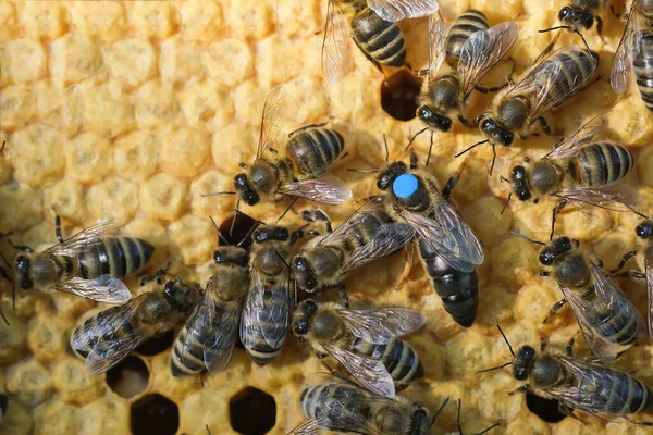 Bees inside a beehive with the queen bee in the middle. Queen bee lays eggs in the cell. Macro photo