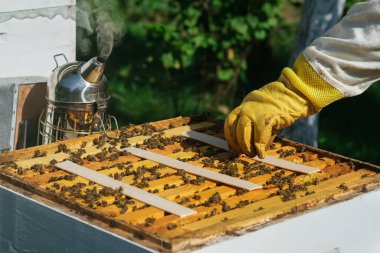 Arı yetiştiricisi varroa akarının arılarını tedavi eder. Arı hastalıkları ve tedavileri. Varroasis. Varroa yok edicisi