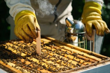 Arı yetiştiricisi varroa akarının arılarını tedavi eder. Arı hastalıkları ve tedavileri. Varroasis. Varroa yok edicisi