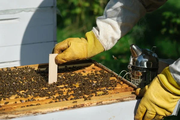 Apicultor Trata Las Abejas Del Ácaro Varroa Enfermedades Las Abejas — Foto de Stock