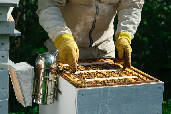 養蜂家はバローラダニの蜂を扱います ミツバチの病気とその治療 ヴァロアシス バローア破壊者 — ストック写真