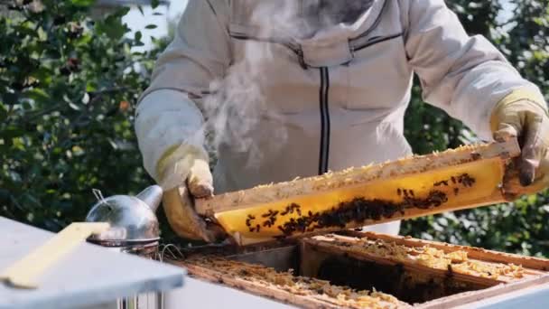 Včelař Pracuje Úlu Poblíž Úlů Přírodní Med Přímo Úlu Buňka — Stock video