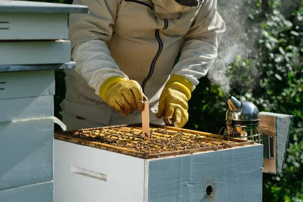 バローアダニ制御 ヴァローラ破壊者 バローラダニから蜂を治療する方法 養蜂家はバローラダニの蜂を扱います ミツバチの病気とその治療 バラシス — ストック写真
