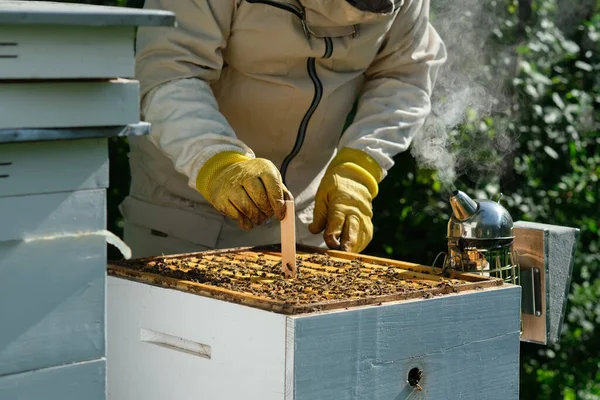 Varroa akarsu kontrolü. Varroa yok edicisi. Varroa akarından arılara nasıl davranılacağını. Arı yetiştiricisi varroa akarının arılarını tedavi eder. Arı hastalıkları ve tedavileri. Varroasis.