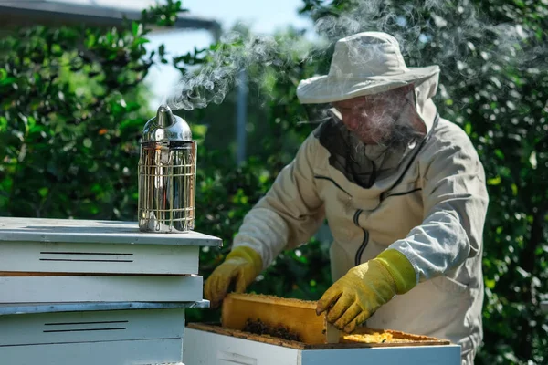 Imker Auf Dem Imkerstand Imker Arbeitet Mit Bienen Und Bienenstöcken — Stockfoto
