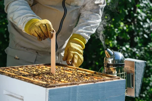 Varroa akarsu kontrolü. Varroa yok edicisi. Varroa akarından arılara nasıl davranılacağını. Arı yetiştiricisi varroa akarının arılarını tedavi eder. Arı hastalıkları ve tedavileri. Varroasis.