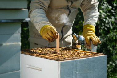 Varroa akarsu kontrolü. Varroa yok edicisi. Varroa akarından arılara nasıl davranılacağını. Arı yetiştiricisi varroa akarının arılarını tedavi eder. Arı hastalıkları ve tedavileri. Varroasis.