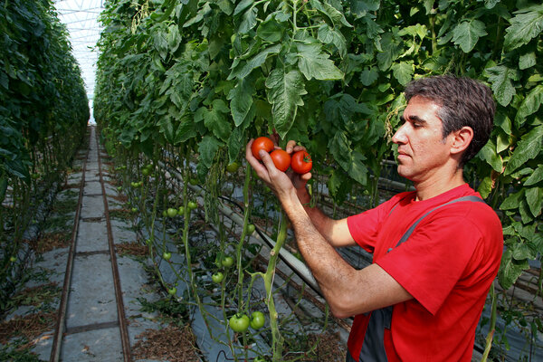 Farm Worker Picking Tomato