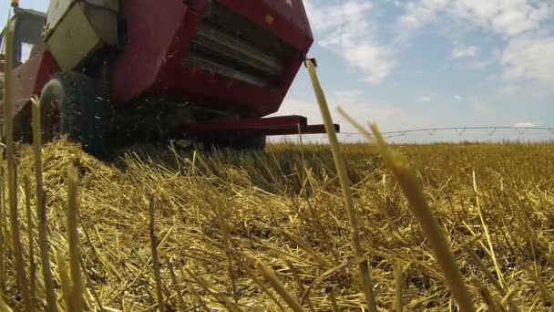 Enfardamento trator fardos redondos de feno — Vídeo de Stock