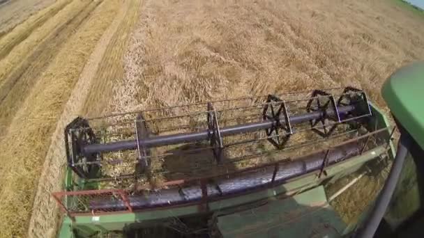 Combine Harvester in Action  on the Weat Field — Stock Video