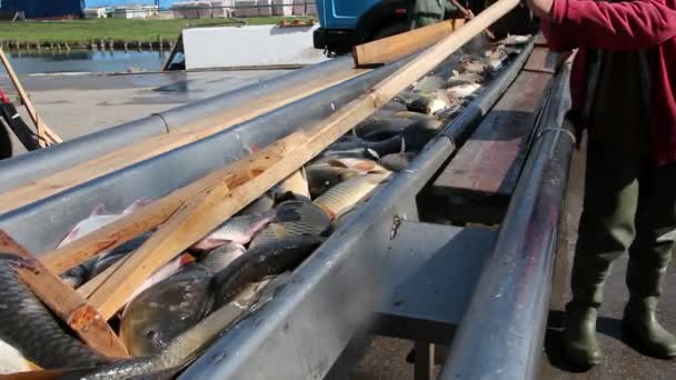 Рыболовство Сбор рыбы на рыбной ферме — стоковое видео