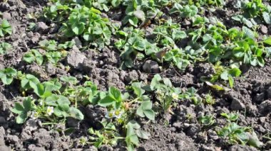 Bahçede yetişen çilekler