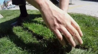 Yeni bir çim için rulo çim haddeleme