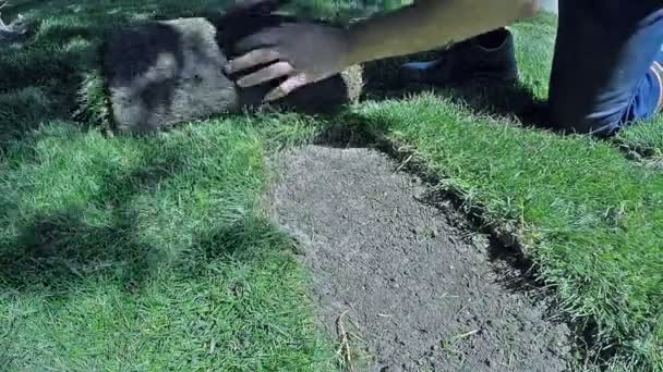 Worker sets up new lawn — Stock Footage Worker sets up new lawn Video Clip